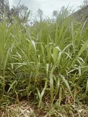 Brachiaria Grass Per 20