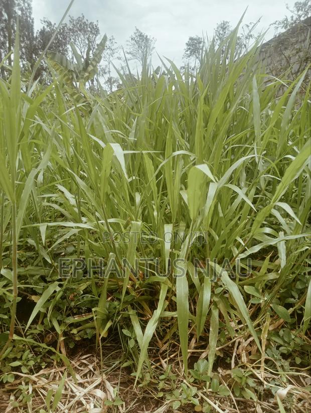 Brachiaria Grass Per 20 - thumbnail 2