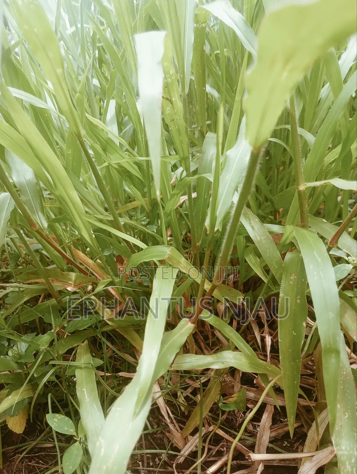 Brachiaria Grass Per 20