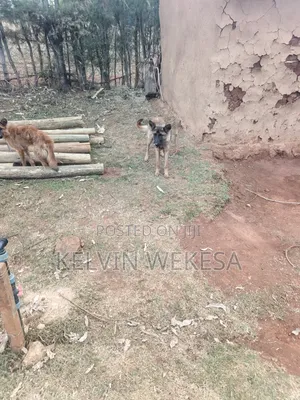 6-12 months Male Purebred German Shepherd