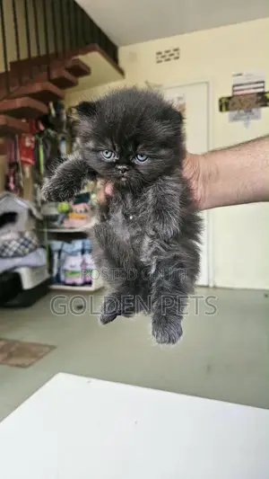 1-3 months Female Purebred Persian