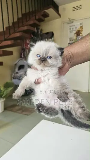 1-3 months Female Purebred Persian
