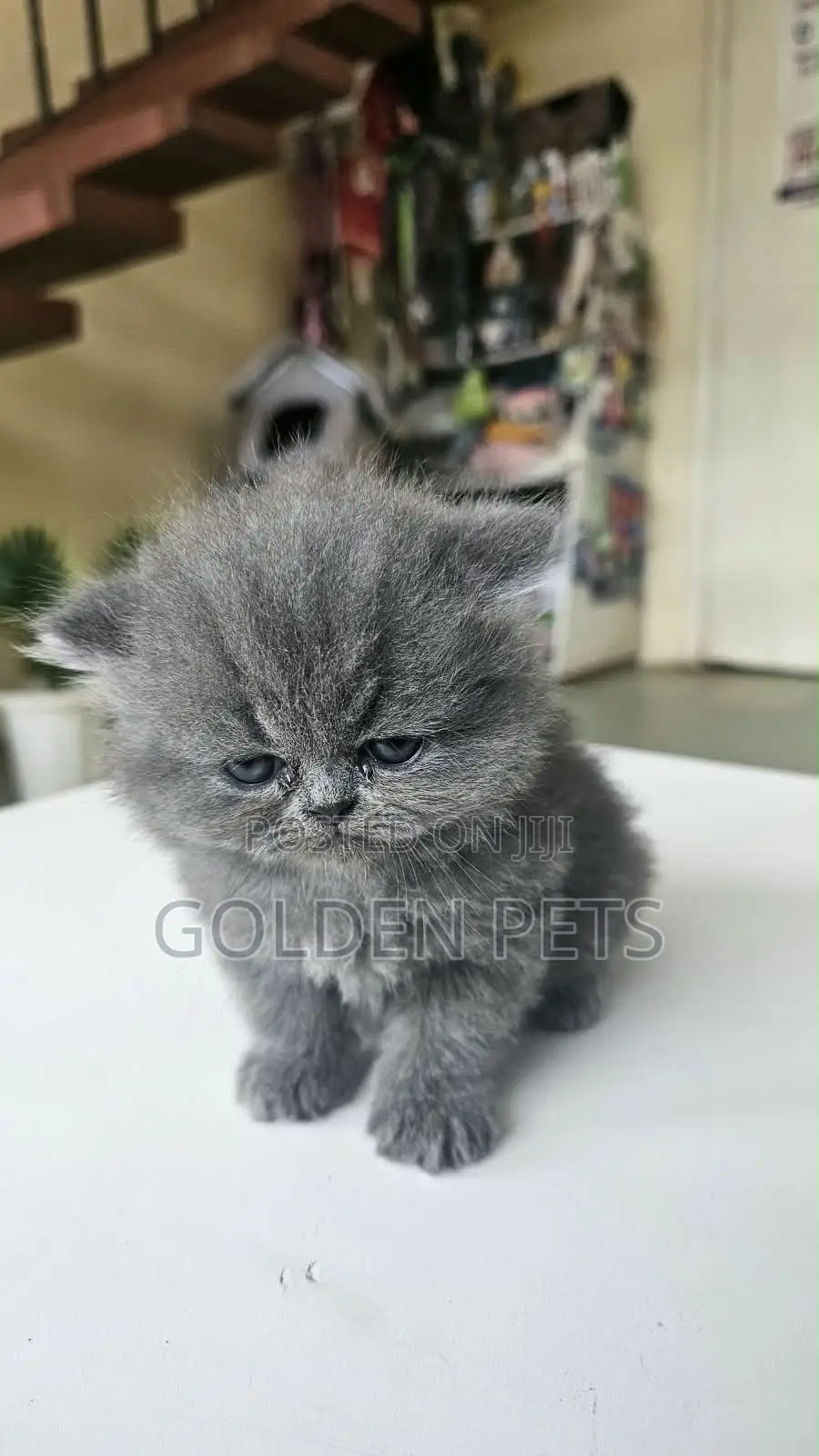 1-3 months Female Purebred Persian