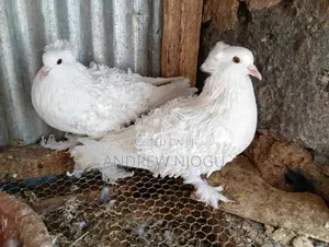 Mature and Quality Frillbacks Pair