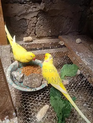 Mature Ringnecks