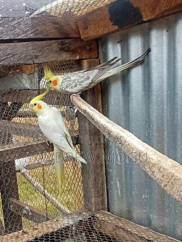 Mature Cockatails Pair - main view