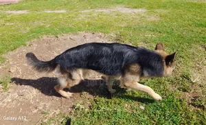 1+ year Male Purebred German Shepherd