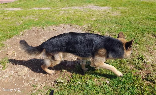 1+ year Male Purebred German Shepherd