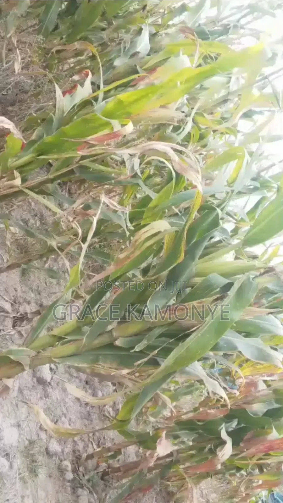 Green Maize
