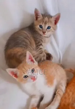 3-6 months Male Purebred Tabby