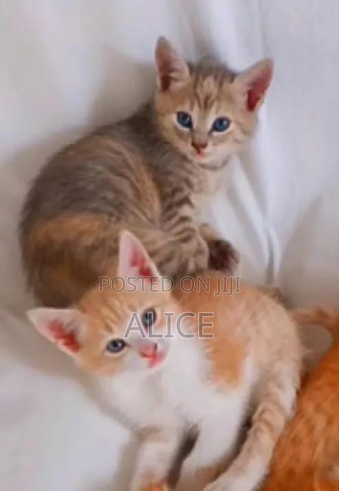 3-6 months Male Purebred Tabby