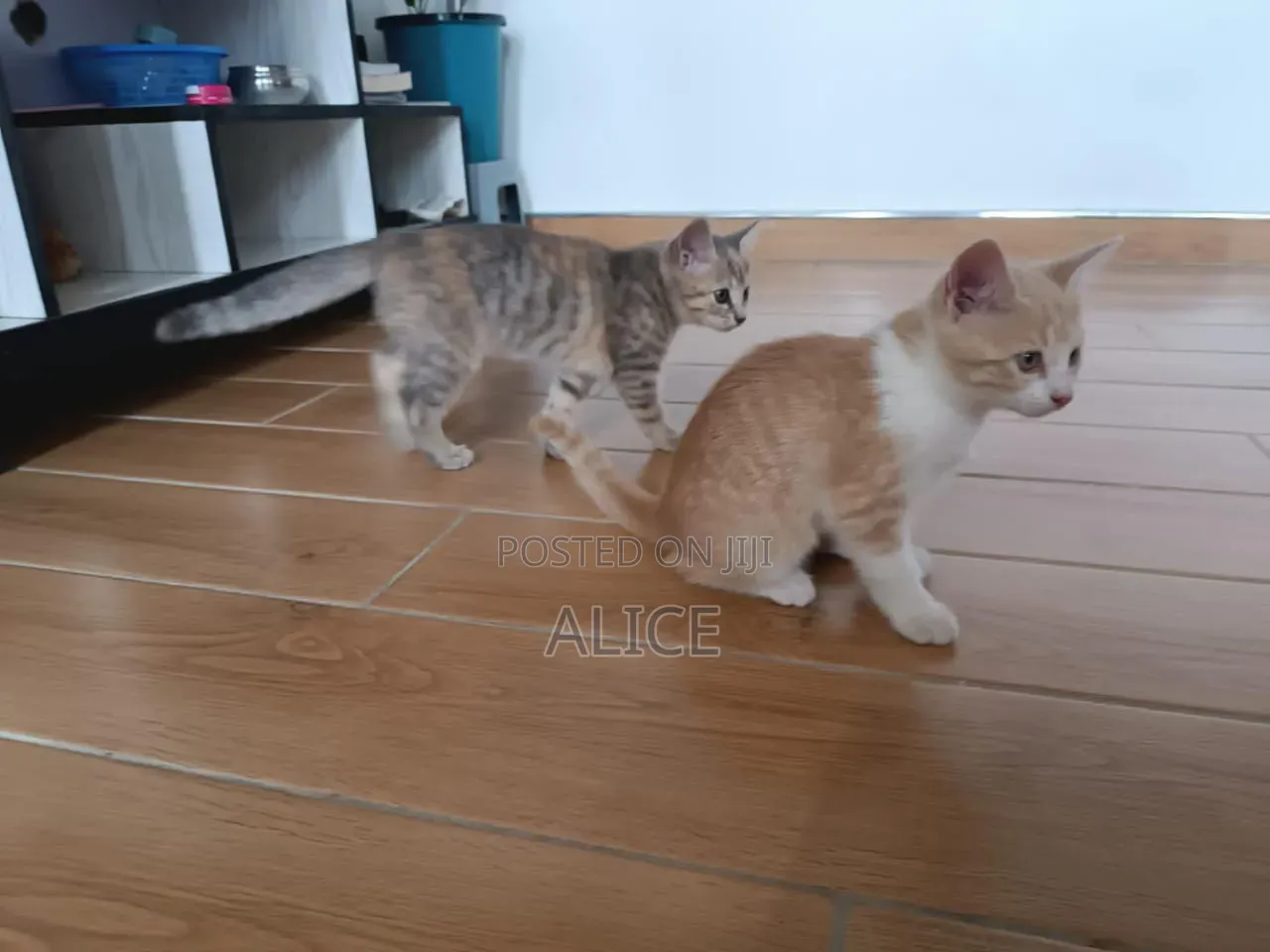 3-6 months Male Purebred Tabby