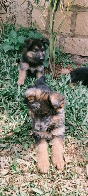 1-3 months Female Purebred German Shepherd