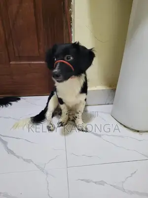 6-12 months Male Mixed Breed Dachshund
