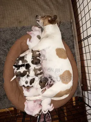 1-3 months Male Purebred Jack Russell Terrier