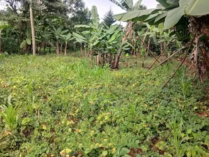 Selling 5 Acres in Muranga Kambirwa