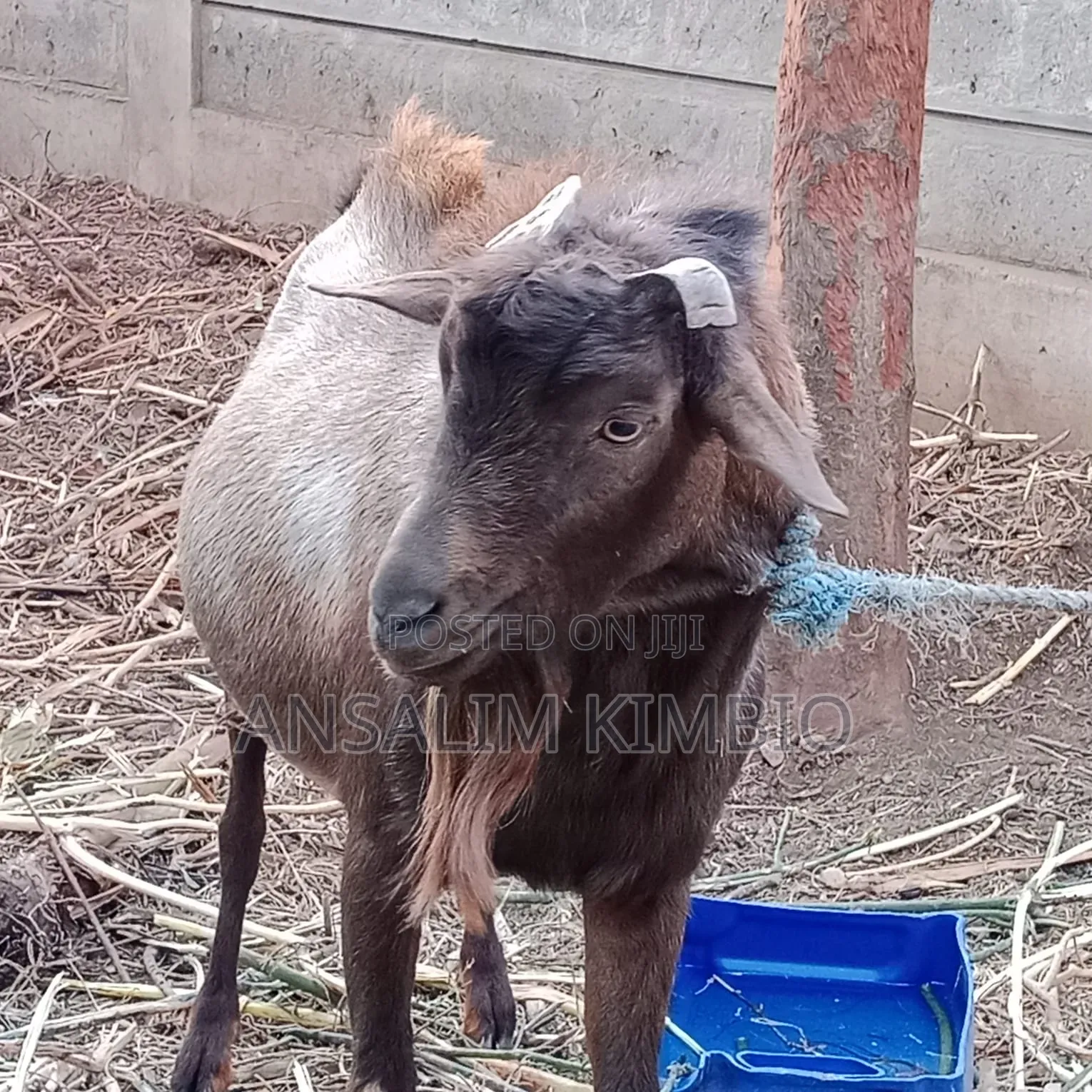 Male Alpine Goat
