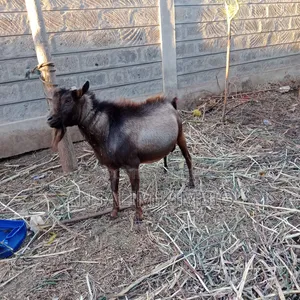 Male Alpine Goat