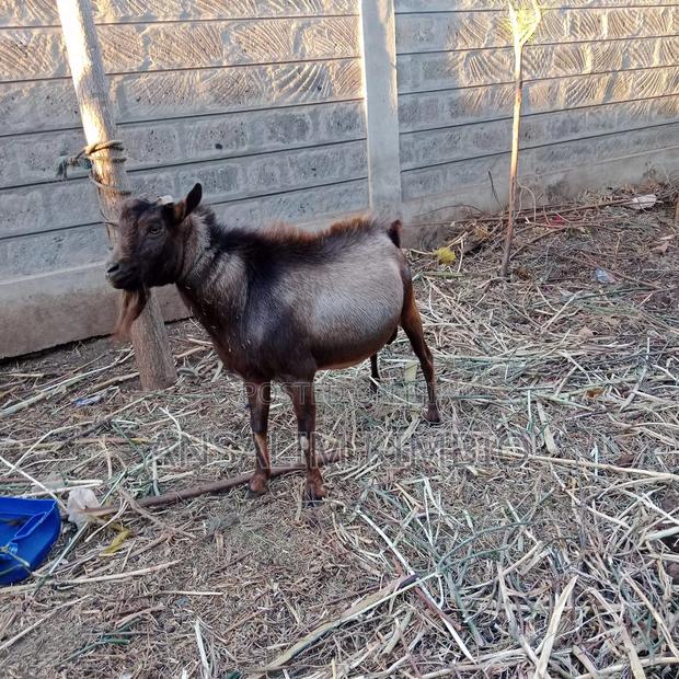 Male Alpine Goat - thumbnail 3
