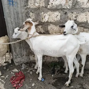 Galla Goats