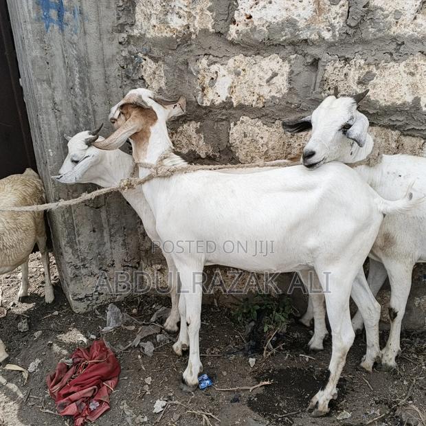 Galla Goats - main view