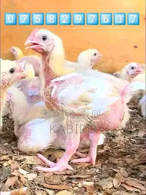 Slaughter Broilers