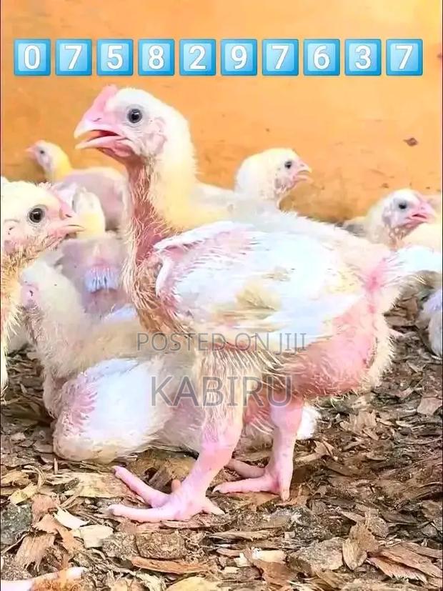 Slaughter Broilers