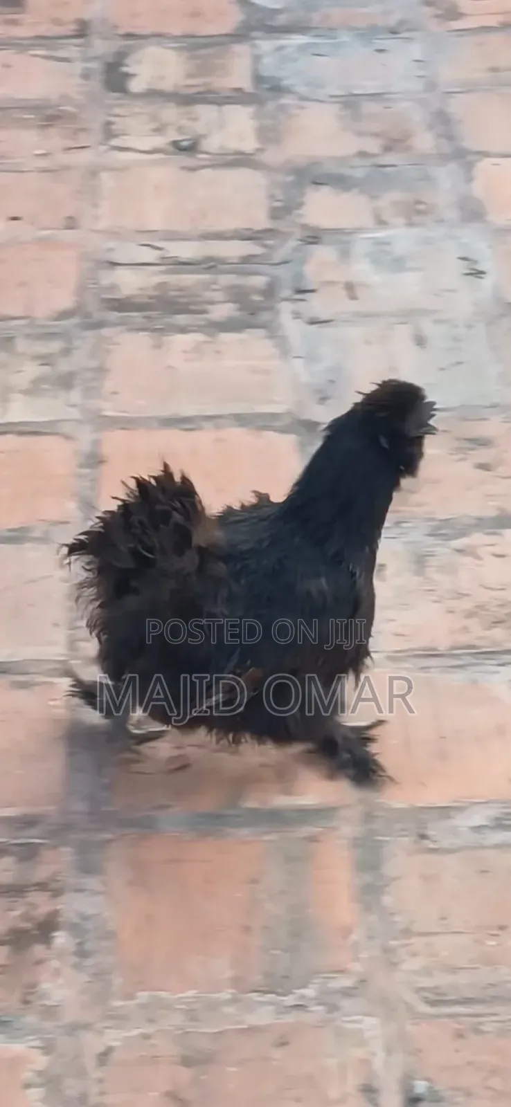 American Silky