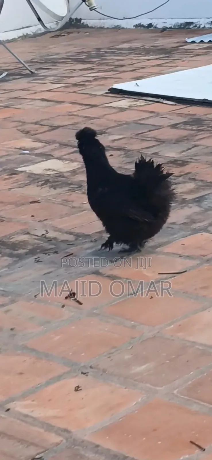 American Silky