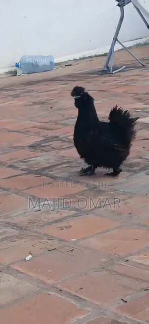 American Silky