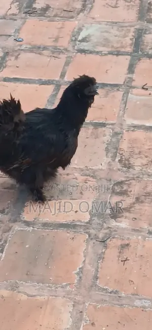 American Silky