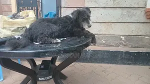 Grooming Service