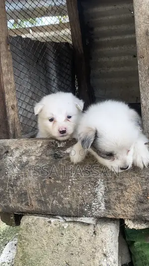 1-3 months Male Purebred Japanese Spitz