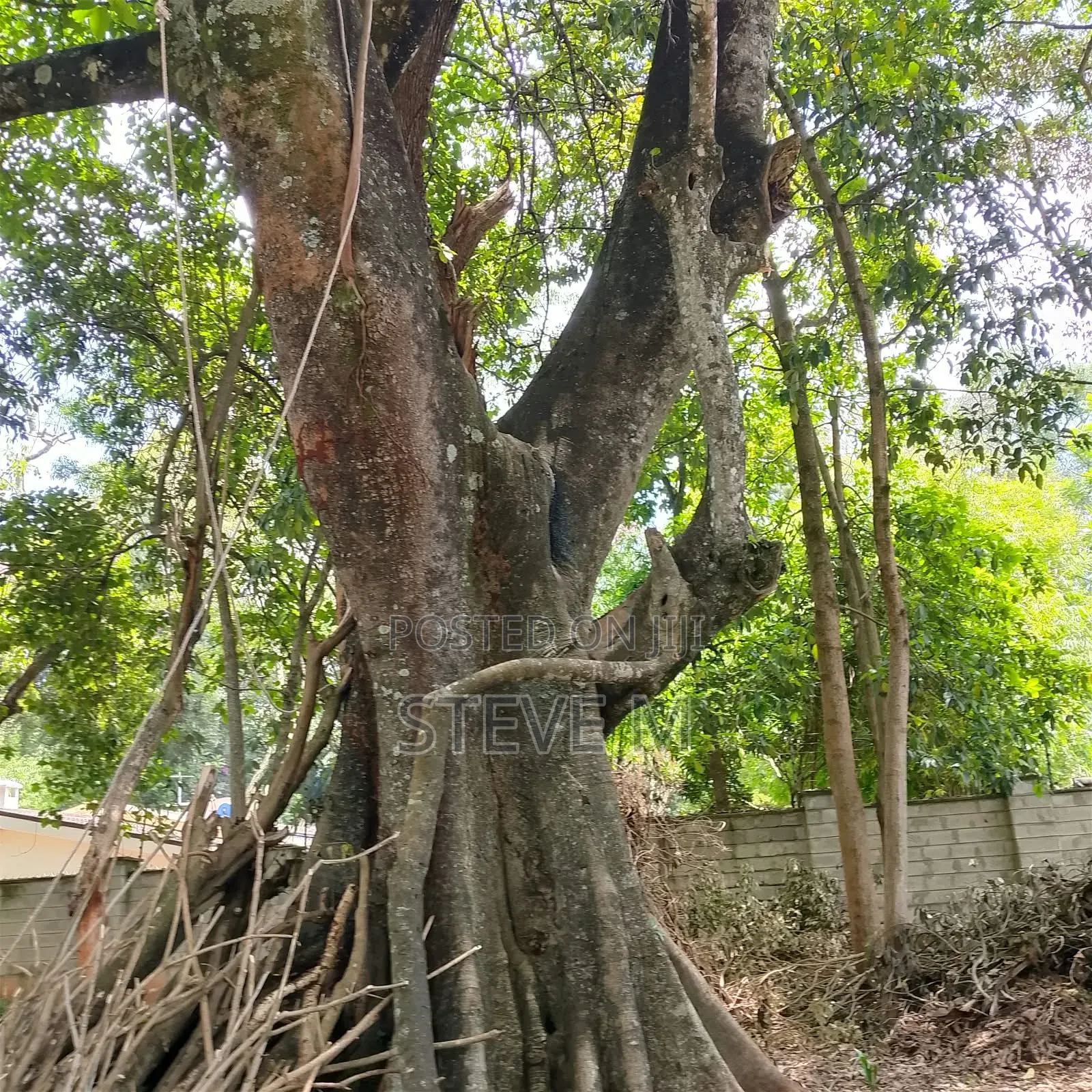 Arborist Available