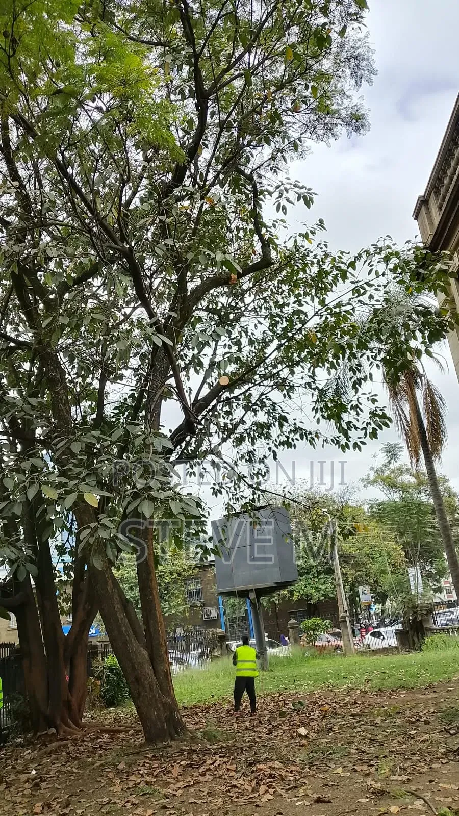 Arborist Available