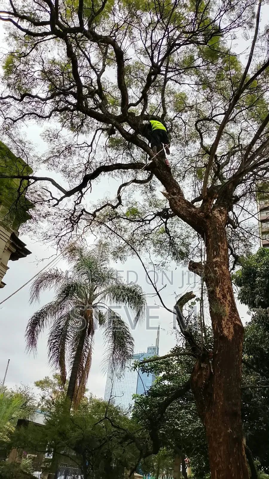 Arborist Available