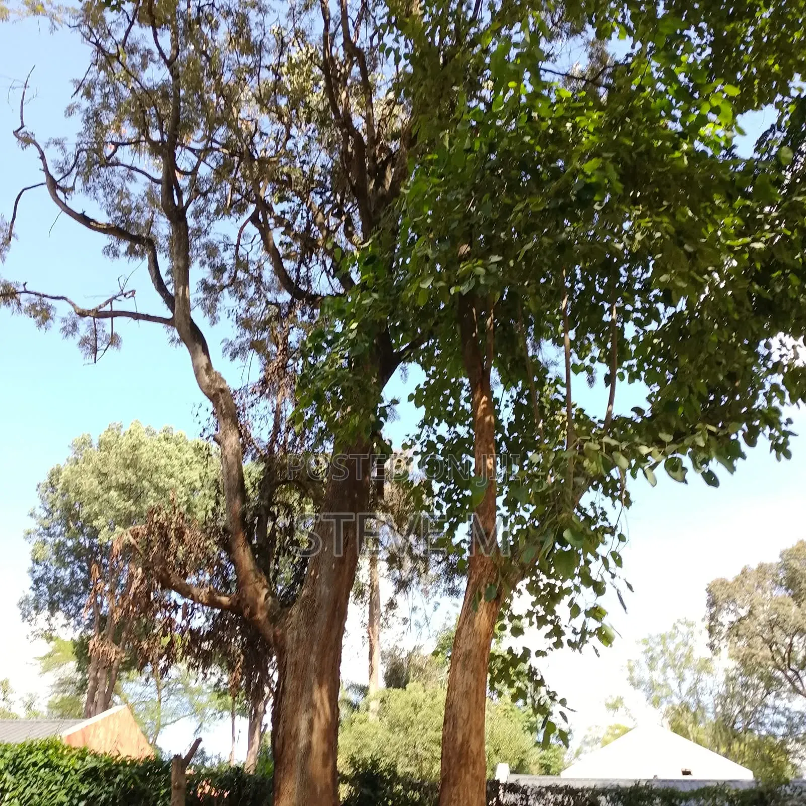 Arborist Available