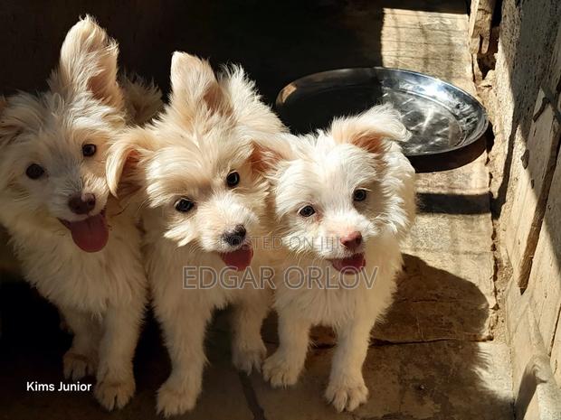3-6 months Male Purebred Japanese Spitz