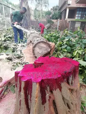 Arborist Available