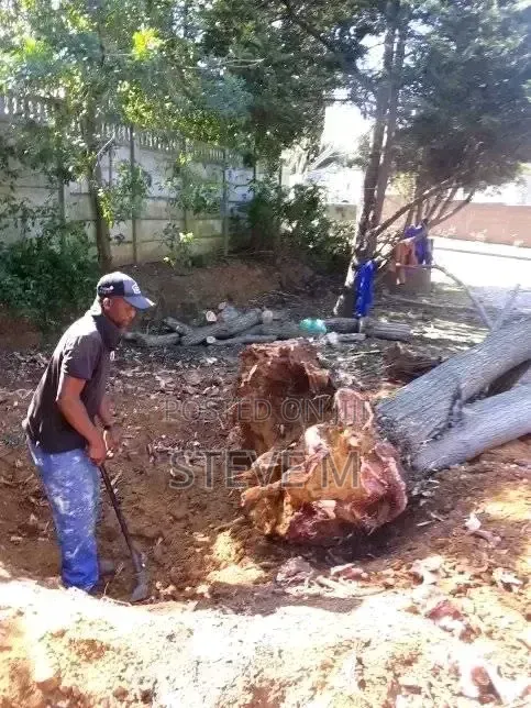 Arborist Available