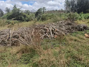 Dry Firewood for Sale