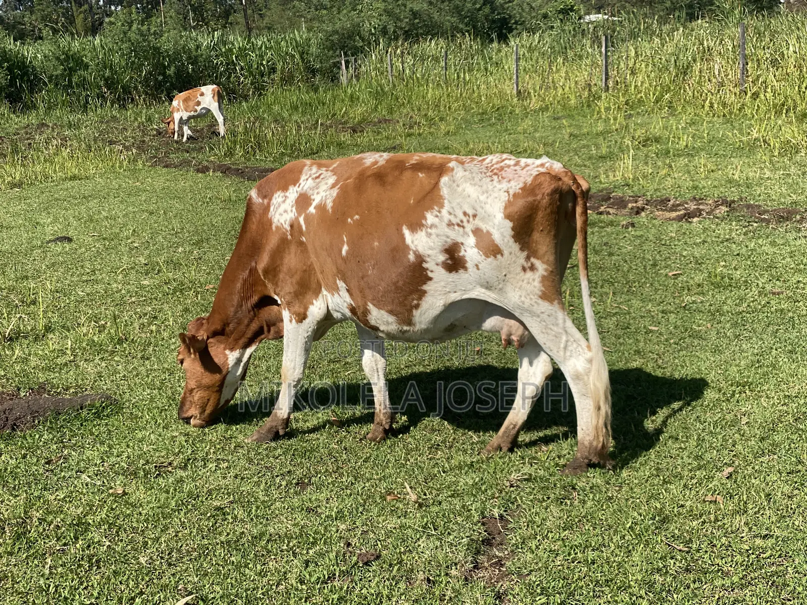 Diary Cows Ayrshire Friesian