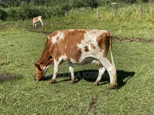 Diary Cows Ayrshire Friesian
