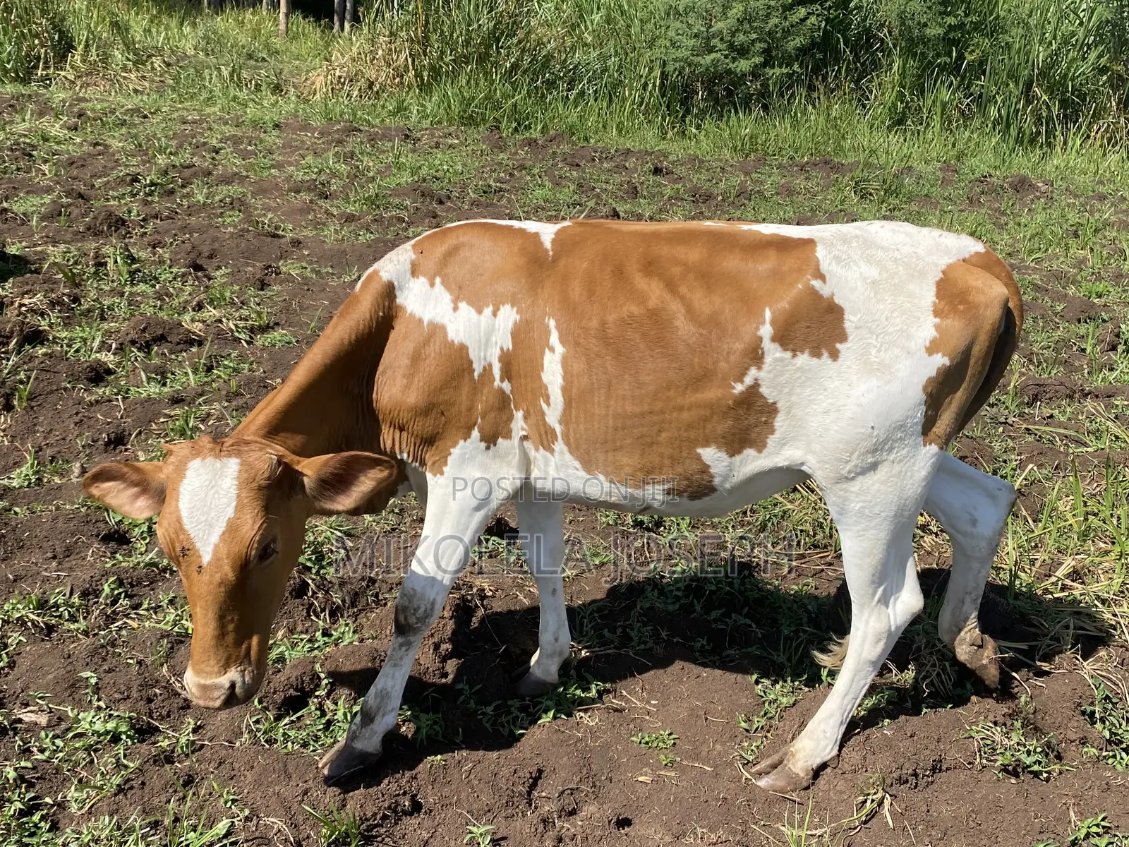 Diary Cows Ayrshire Friesian