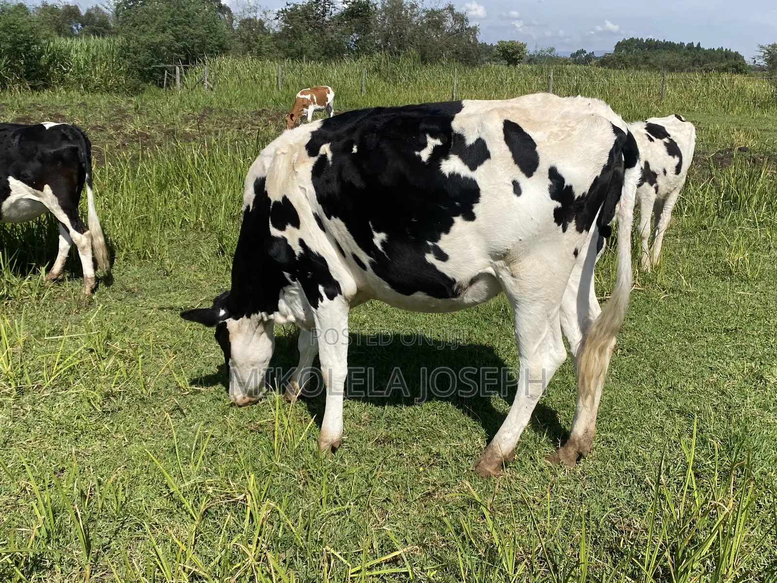 Diary Cows Ayrshire Friesian