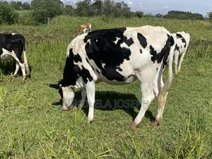 Diary Cows Ayrshire Friesian