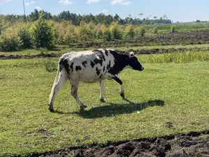 Diary Cows Ayrshire Friesian