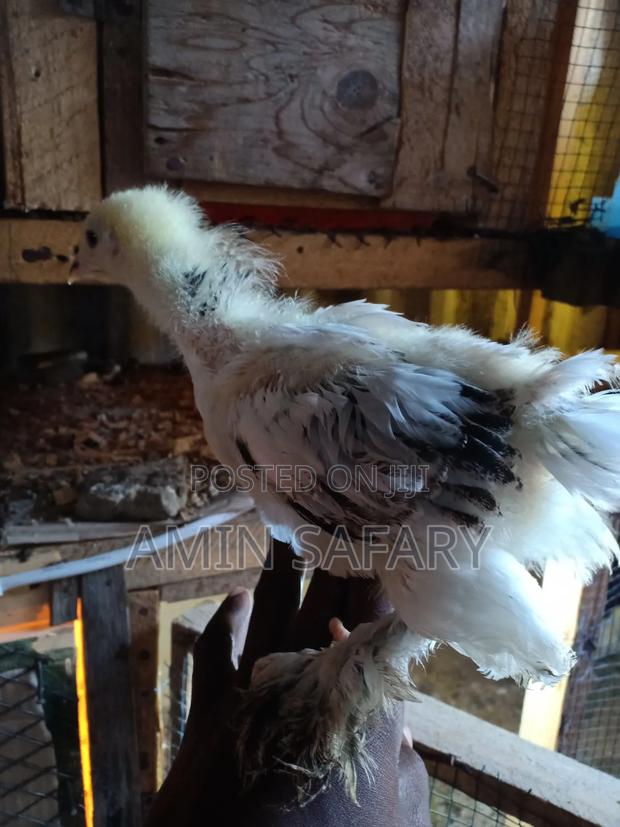 Brahma Chicks