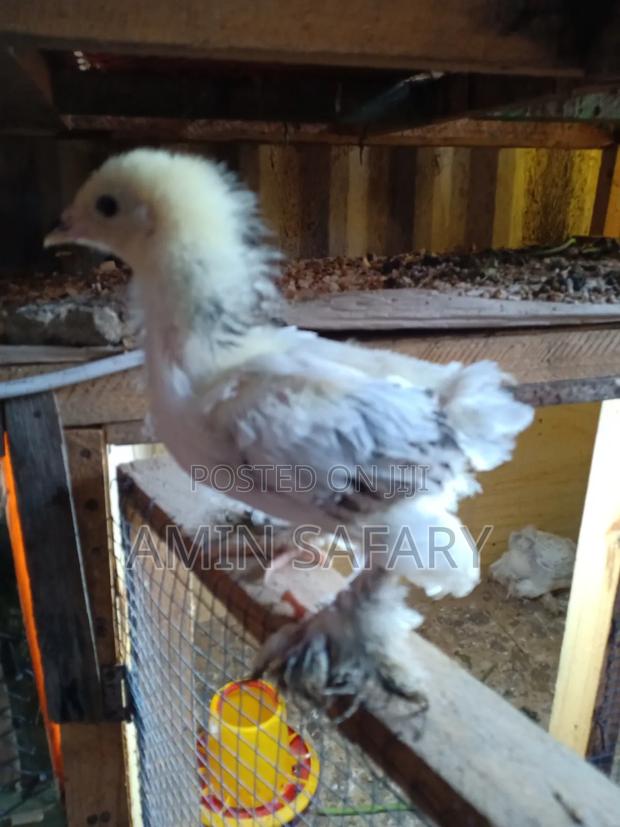 Brahma Chicks - thumbnail 2