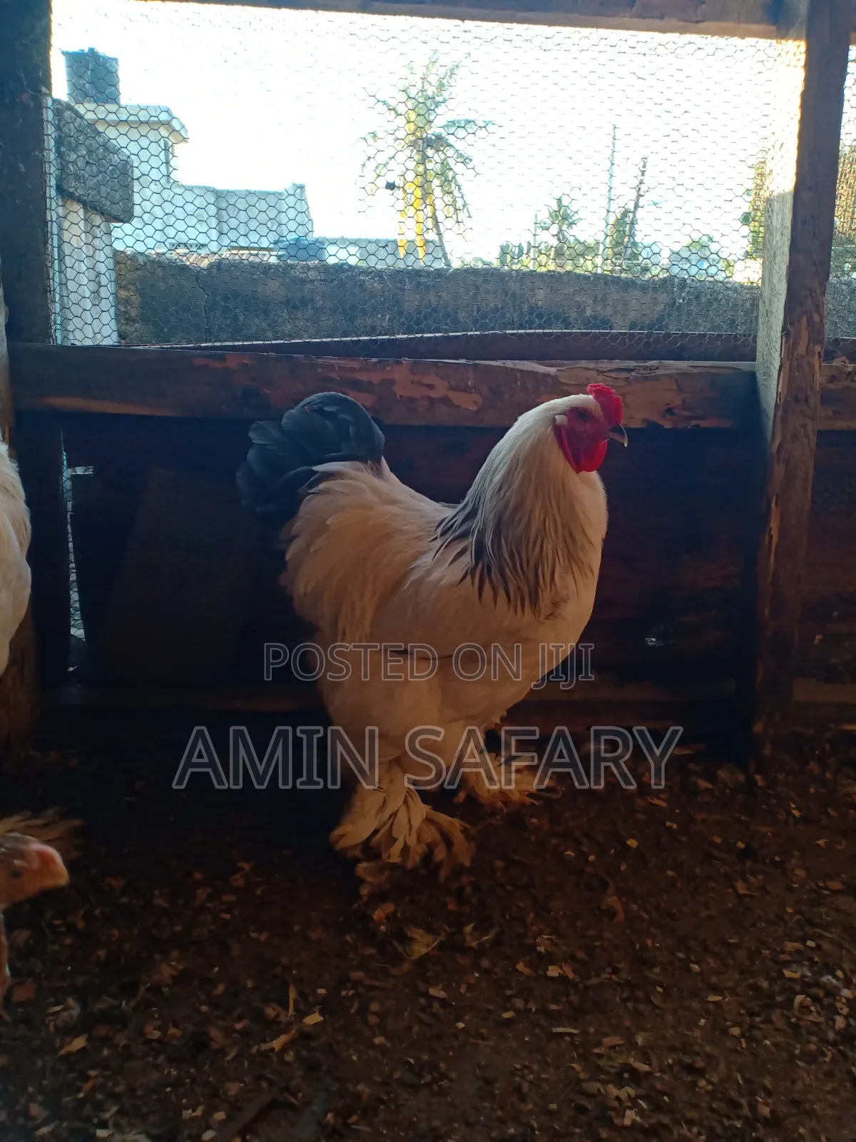 Brahma Chicks